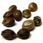 Семена марихуаны АК-47  (Seeds AK-47) в Карпинске